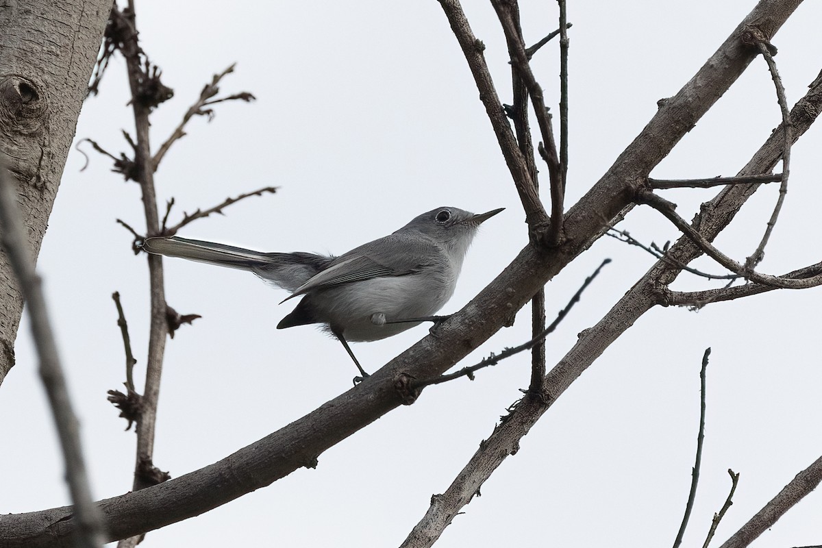 Blue-gray Gnatcatcher - ML642369420
