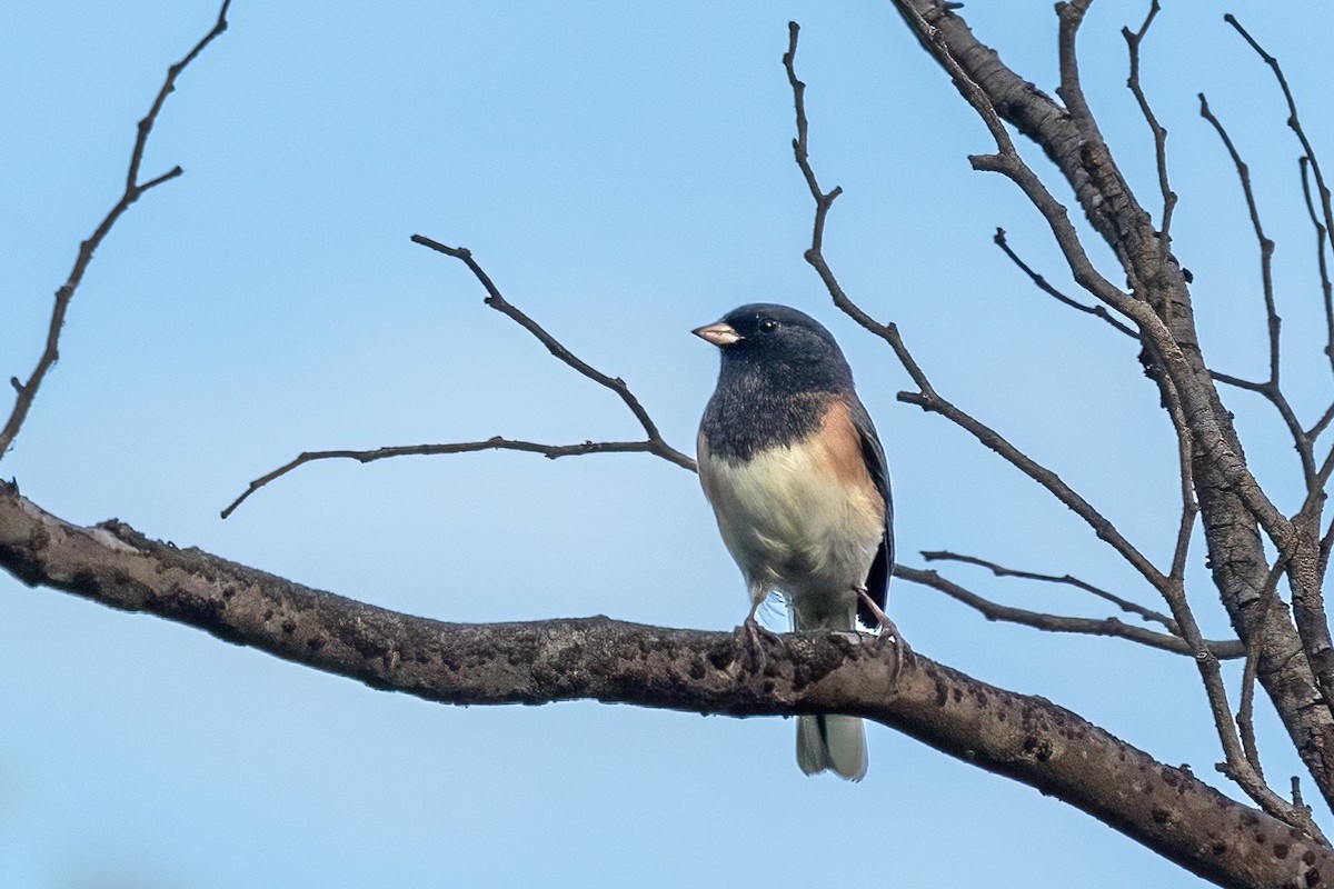 Dark-eyed Junco - ML642369422