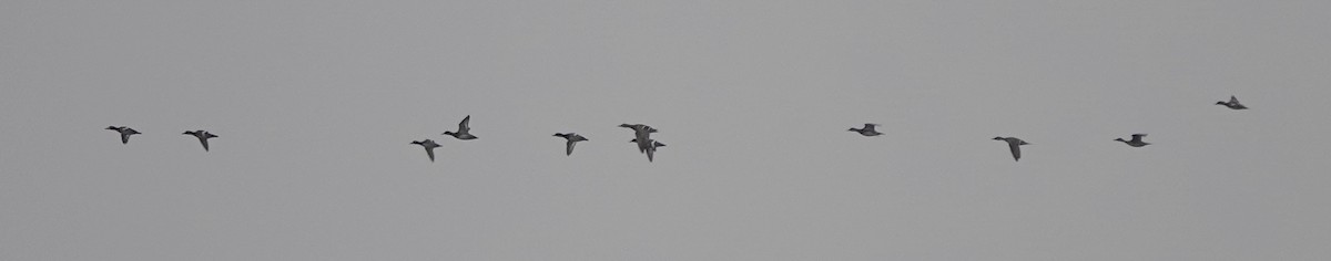 Mallard - ML642369423