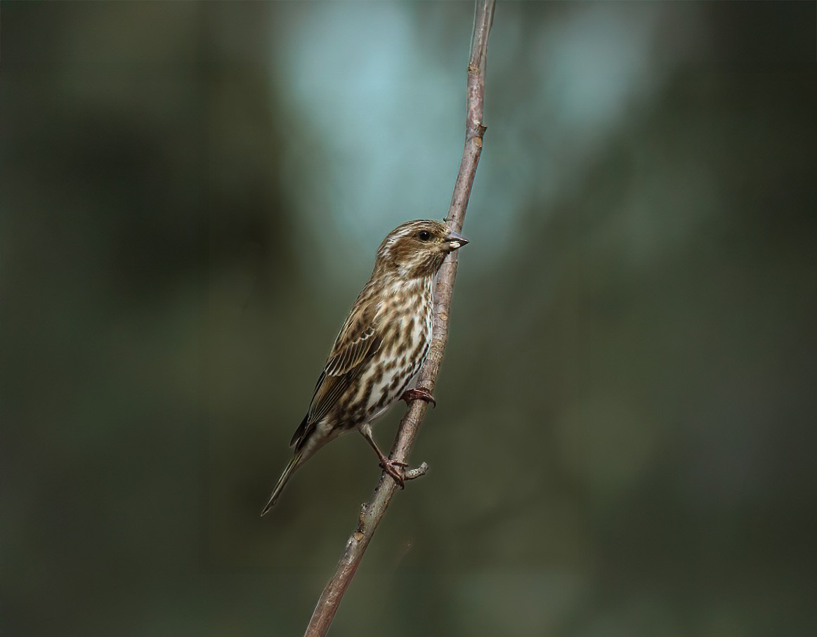 Purple Finch - ML642369424