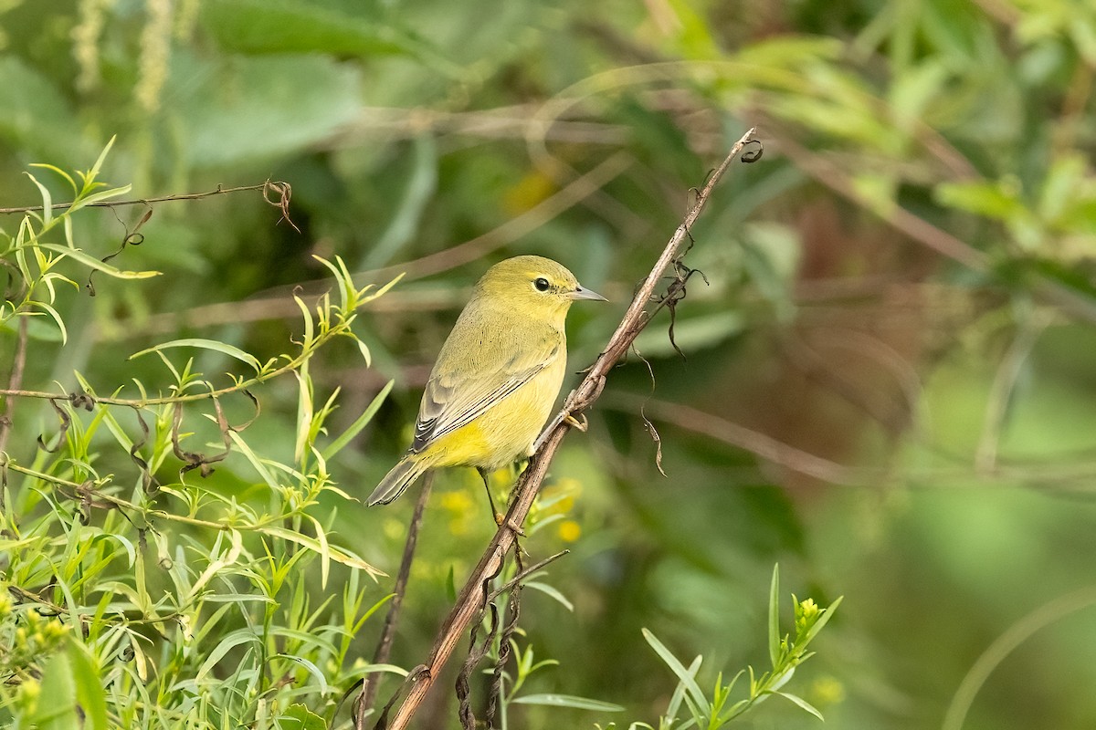 Orange-crowned Warbler - ML642369425