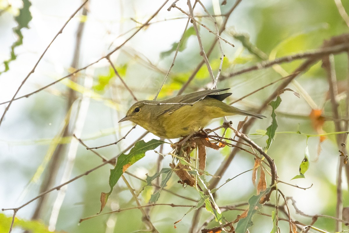 Orange-crowned Warbler - ML642369426