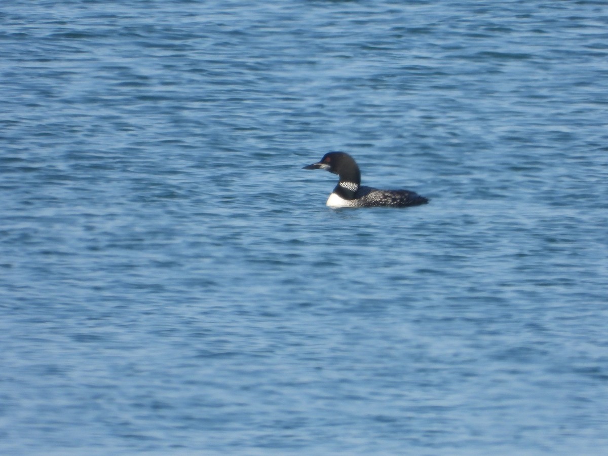 Common Loon - ML642369427