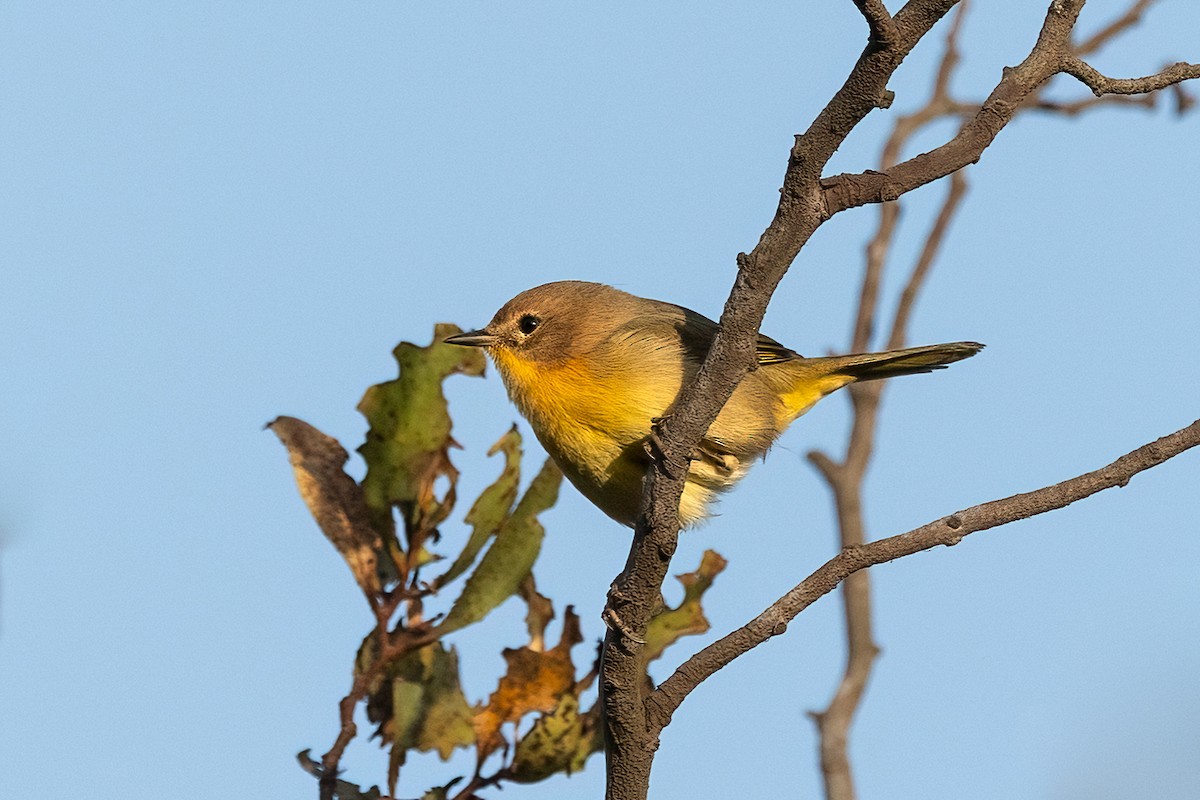 Common Yellowthroat - ML642369428