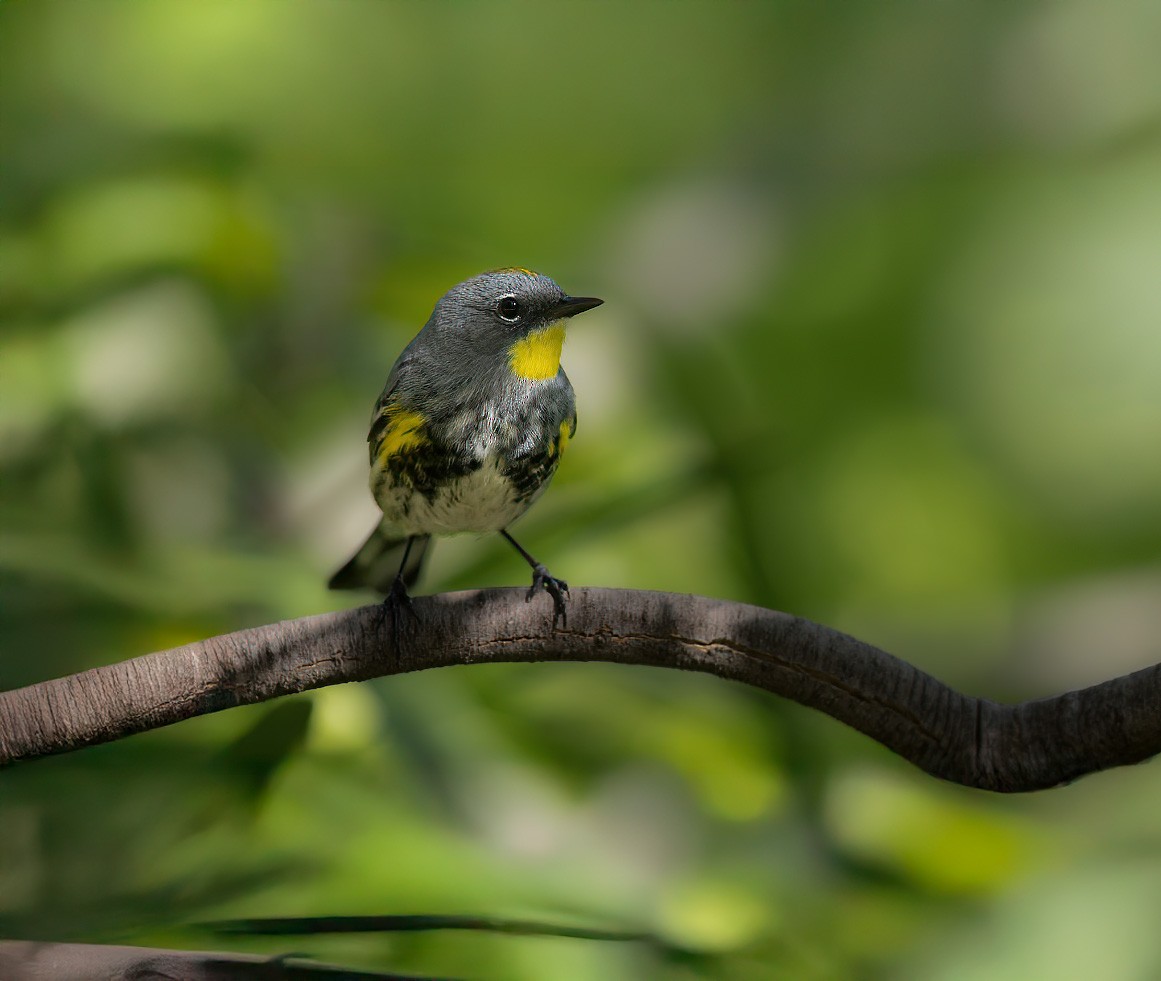 Yellow-rumped Warbler - ML642369430