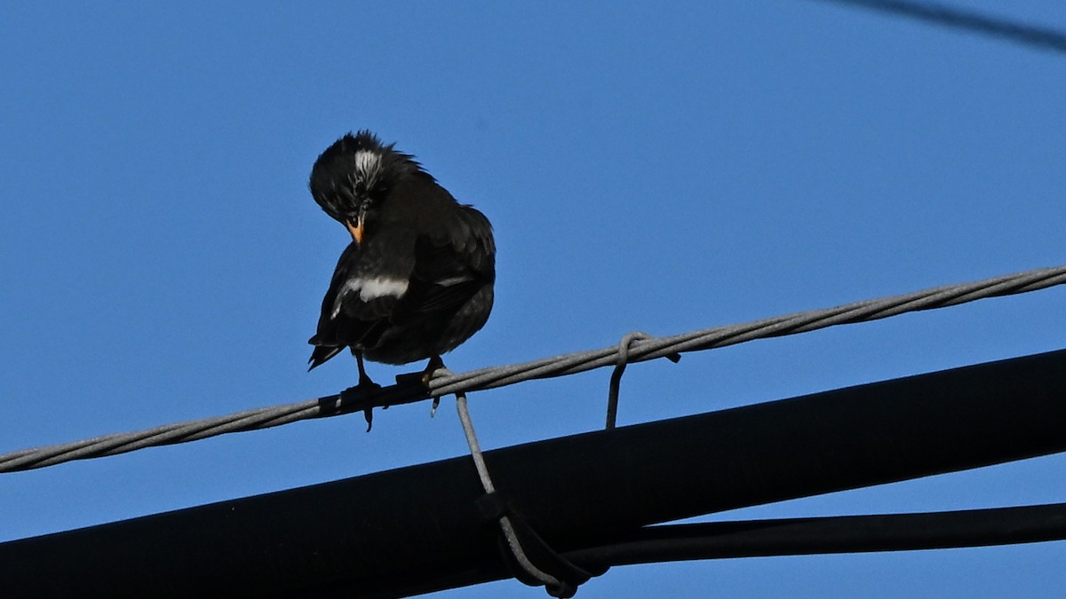 Japanese Wagtail - ML642369431