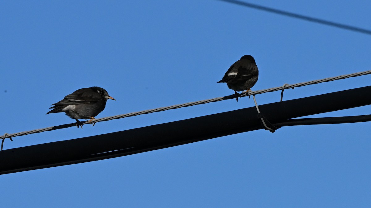 Japanese Wagtail - ML642369432