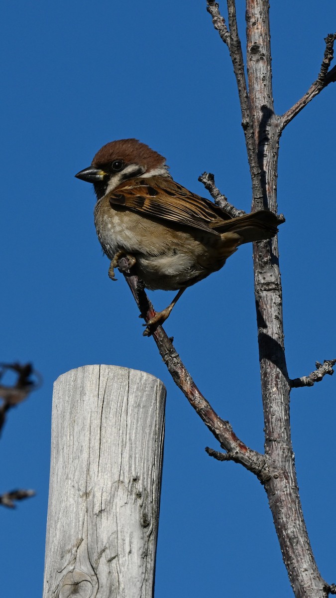 Eurasian Tree Sparrow - ML642369433