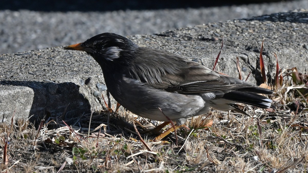 White-cheeked Starling - ML642369434