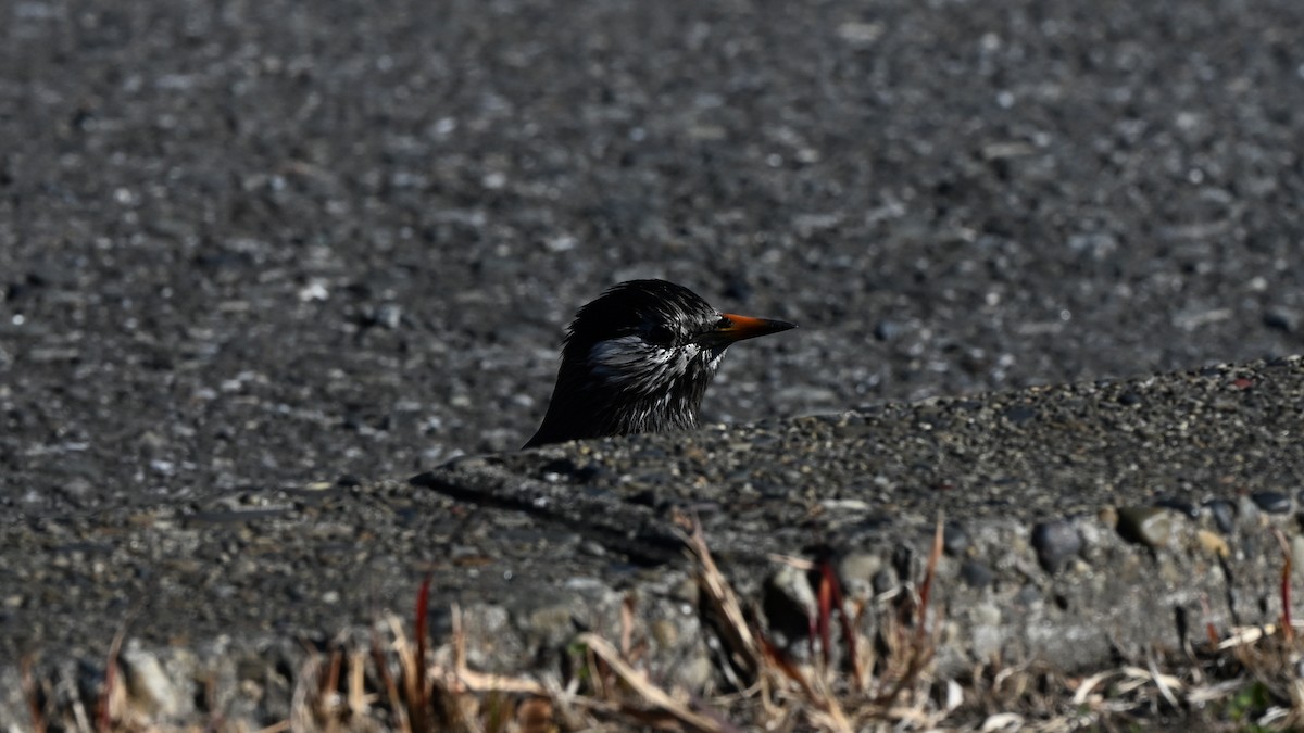 White-cheeked Starling - ML642369435