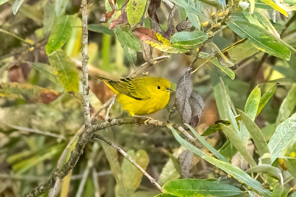 Yellow Warbler - ML642369436