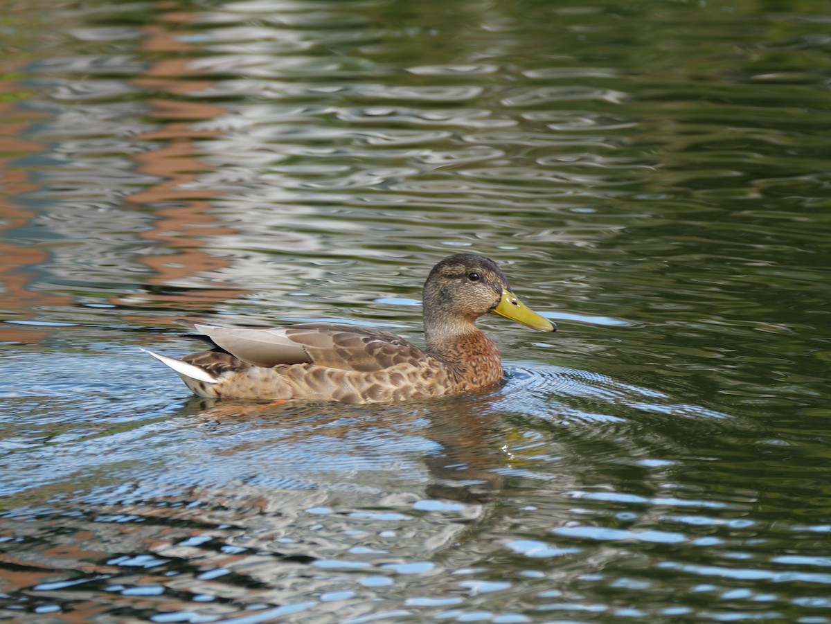 Mallard - ML642369445