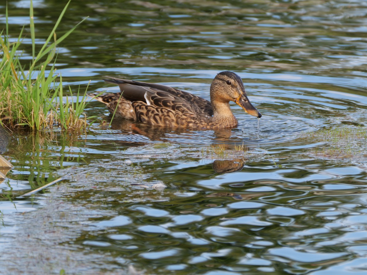 Mallard - ML642369446