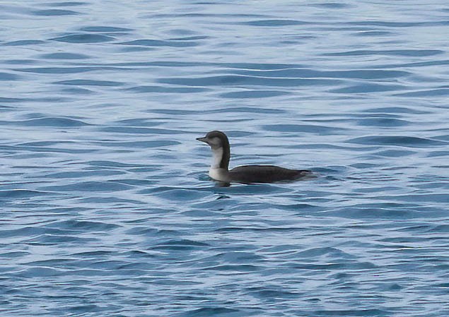 Pacific Loon - ML642369449