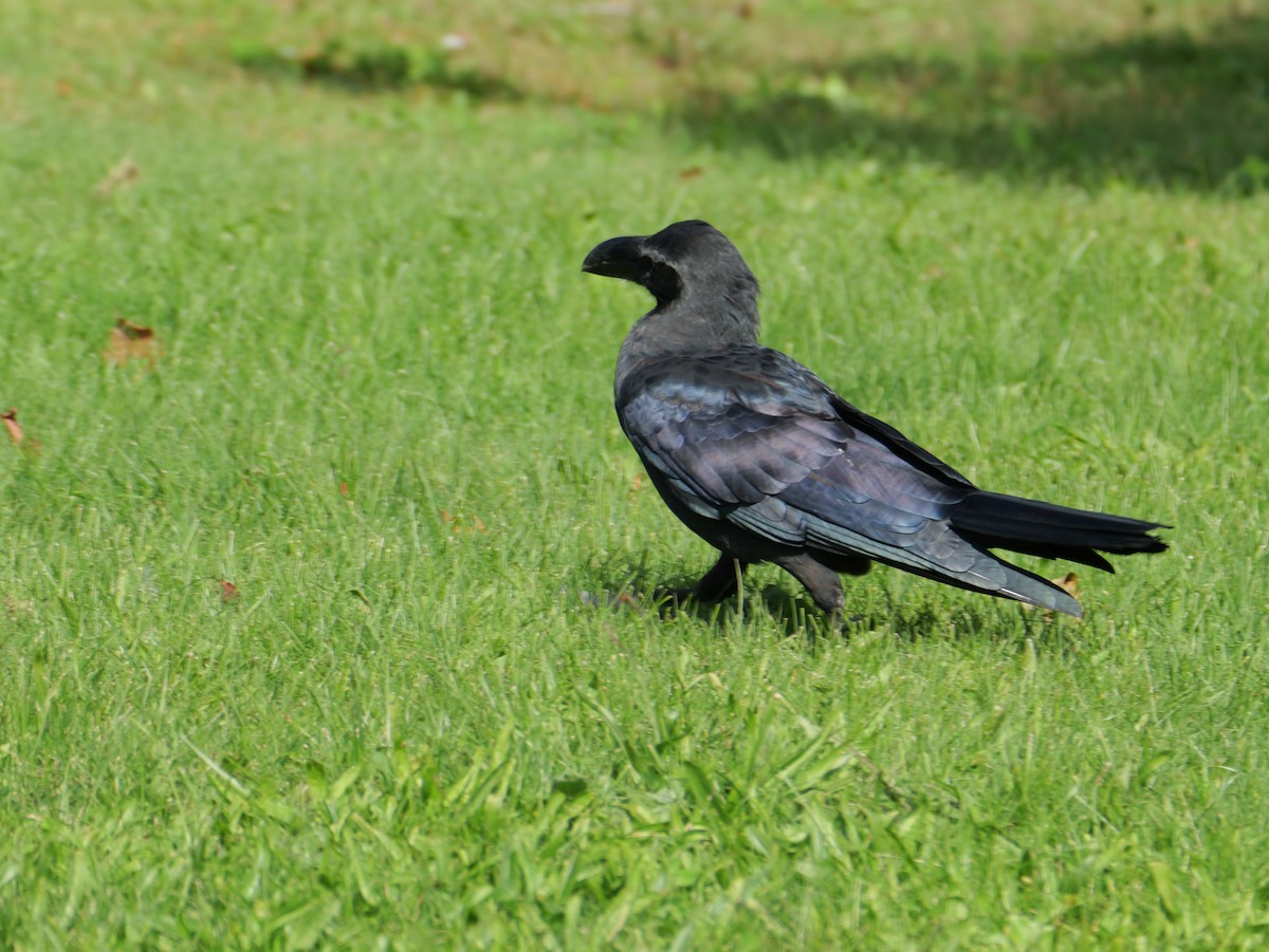 Large-billed Crow - ML642369450