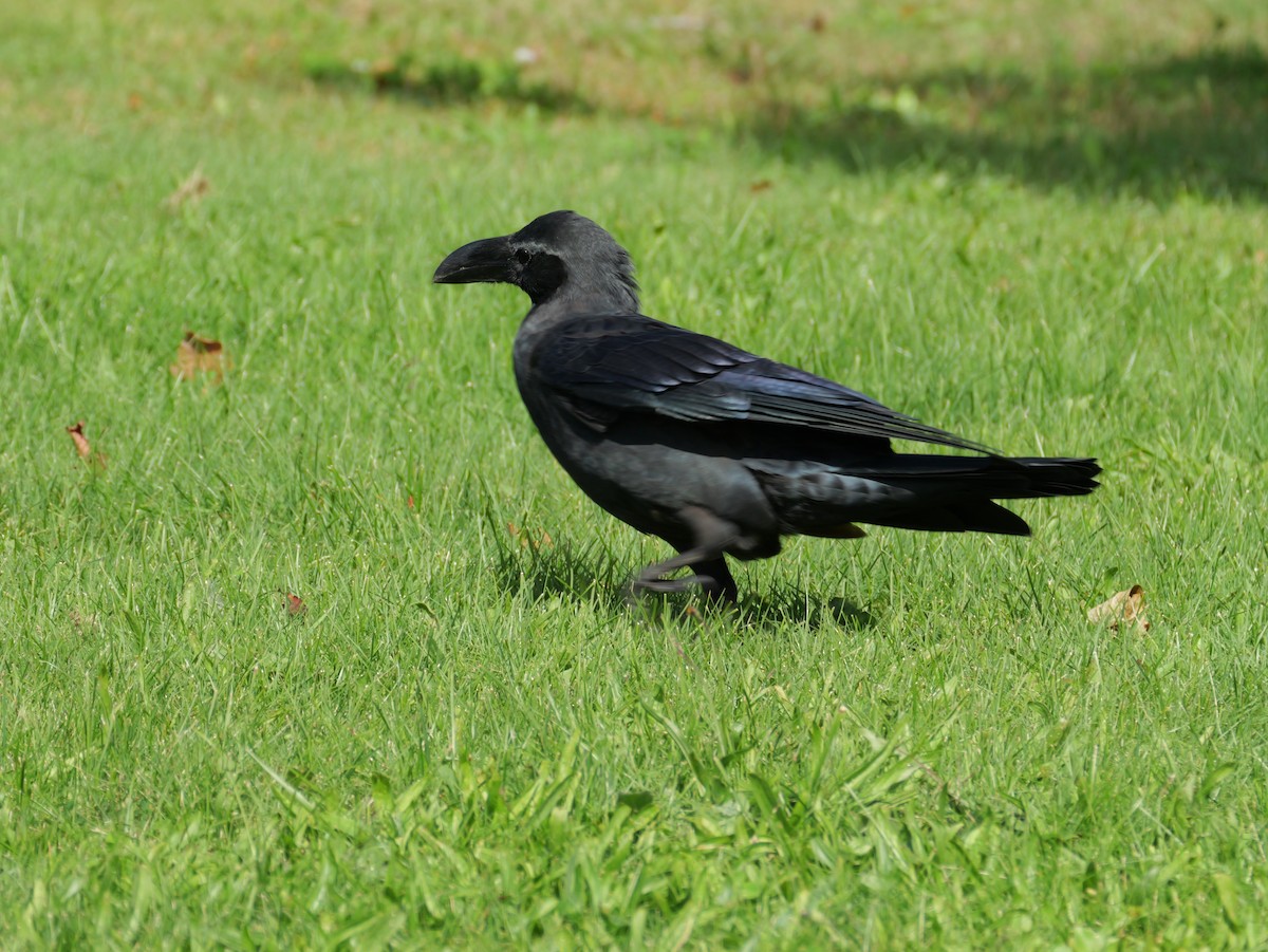 Large-billed Crow - ML642369451