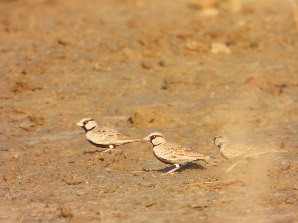 Ashy-crowned Sparrow-Lark - ML642369463
