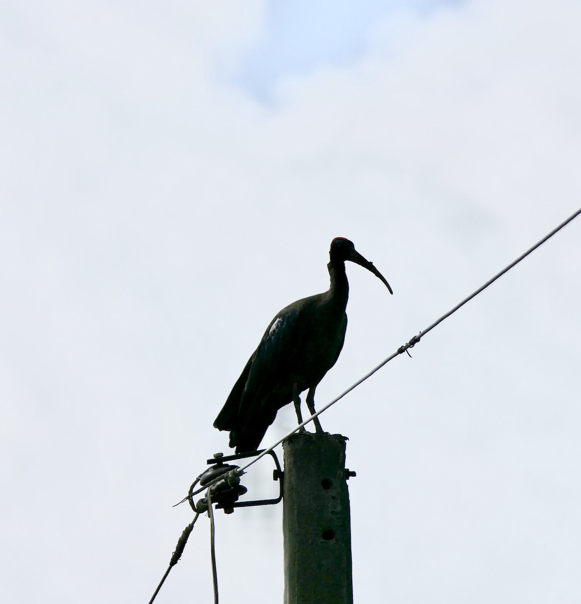 Red-naped Ibis - ML642369465