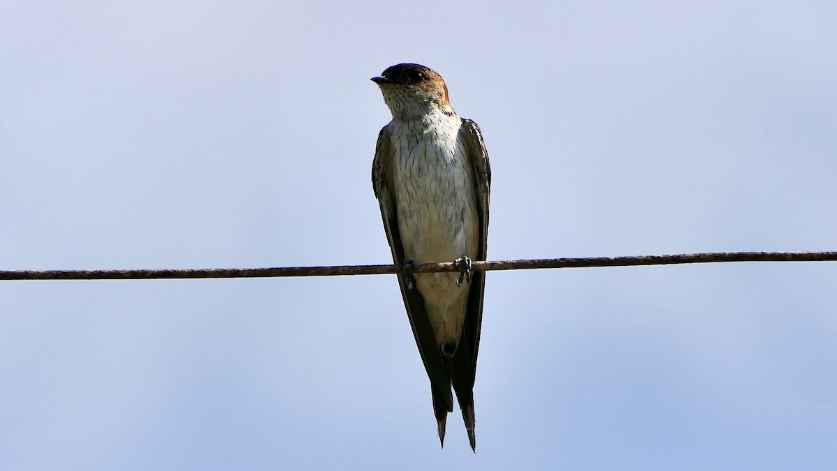 Eastern Red-rumped Swallow - ML642369479