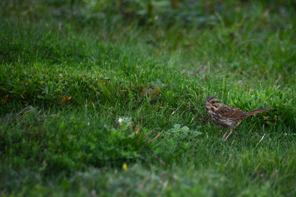 Song Sparrow - ML642369503