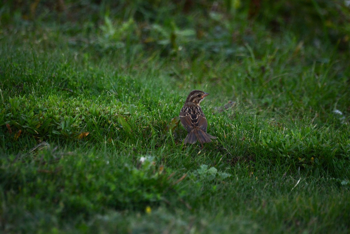 Song Sparrow - ML642369506