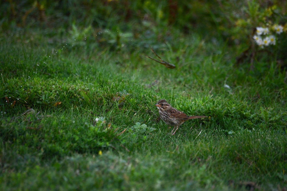 Song Sparrow - ML642369507