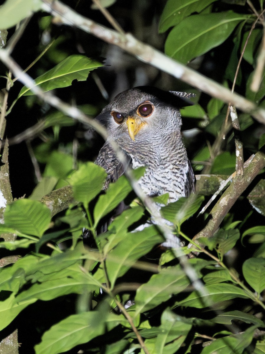 Barred Eagle-Owl - ML642369509