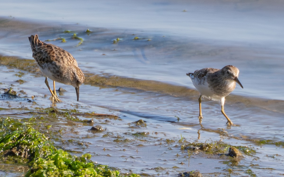 Least Sandpiper - ML642369521