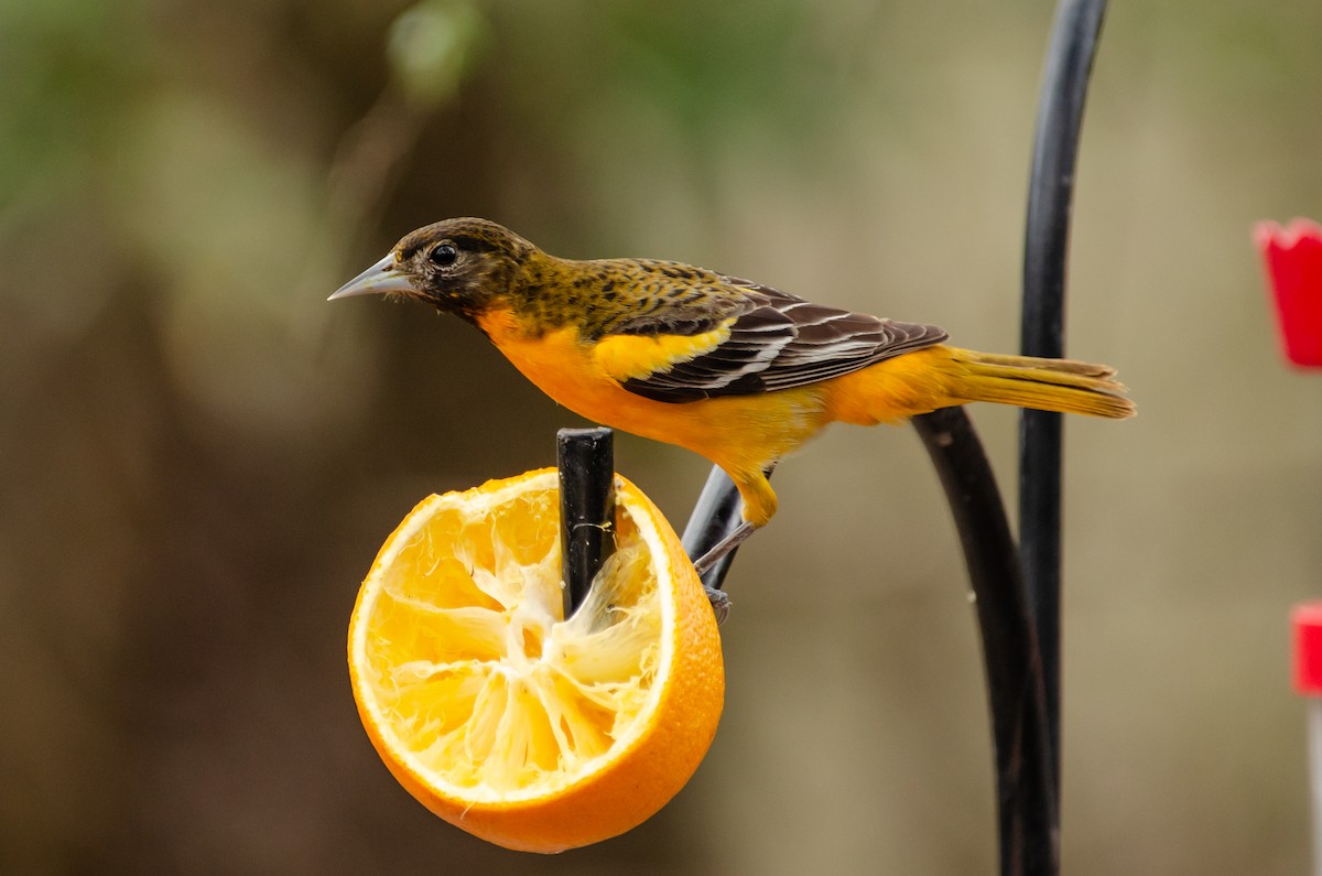 Baltimore Oriole - ML642369527