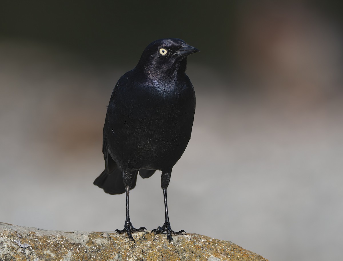 Brewer's Blackbird - ML642369557