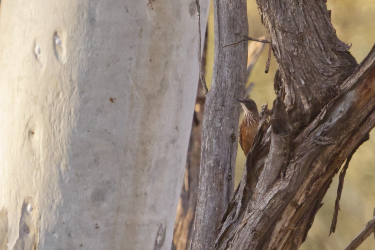 Black-tailed Treecreeper - ML642369558