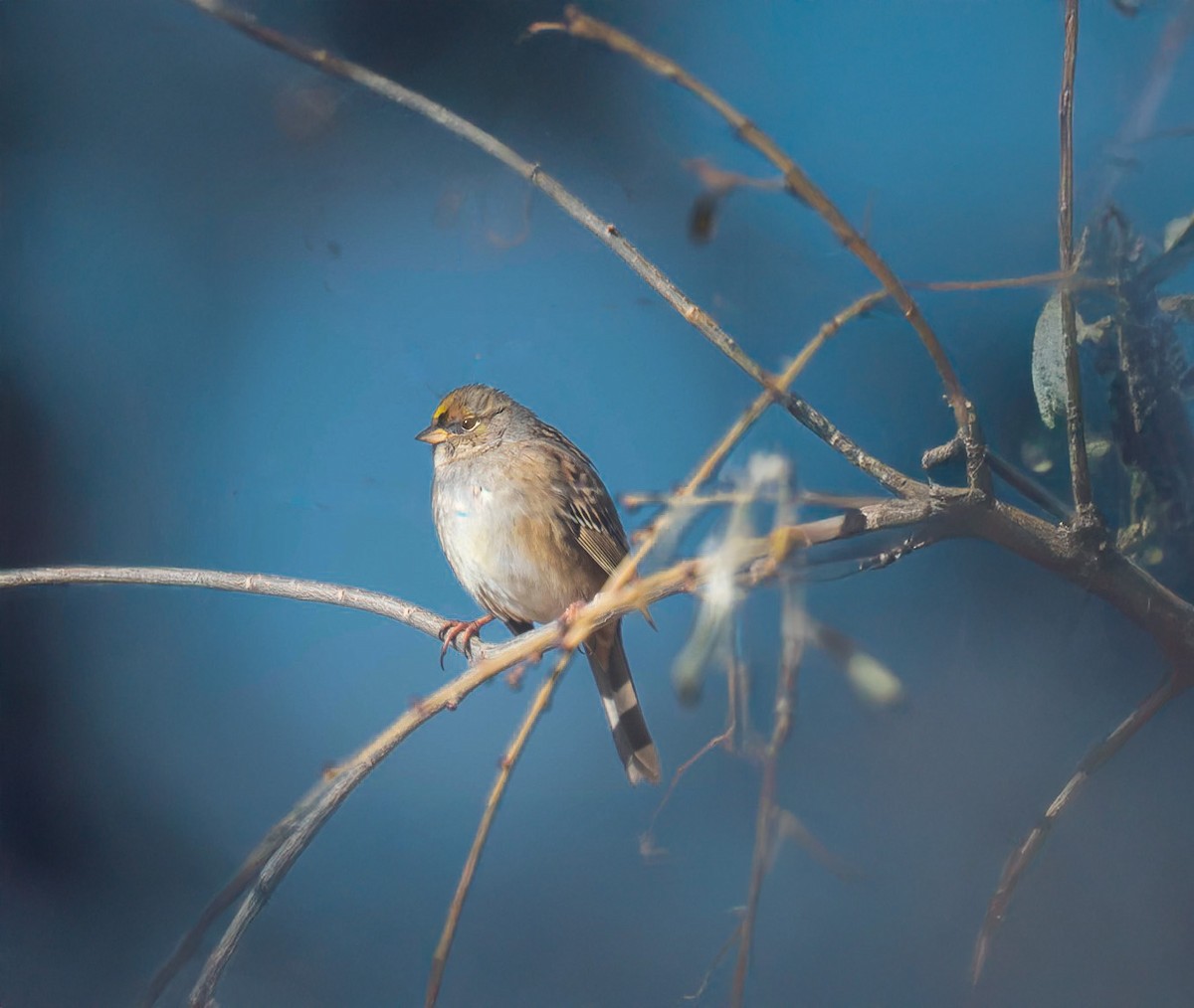 Golden-crowned Sparrow - ML642369559