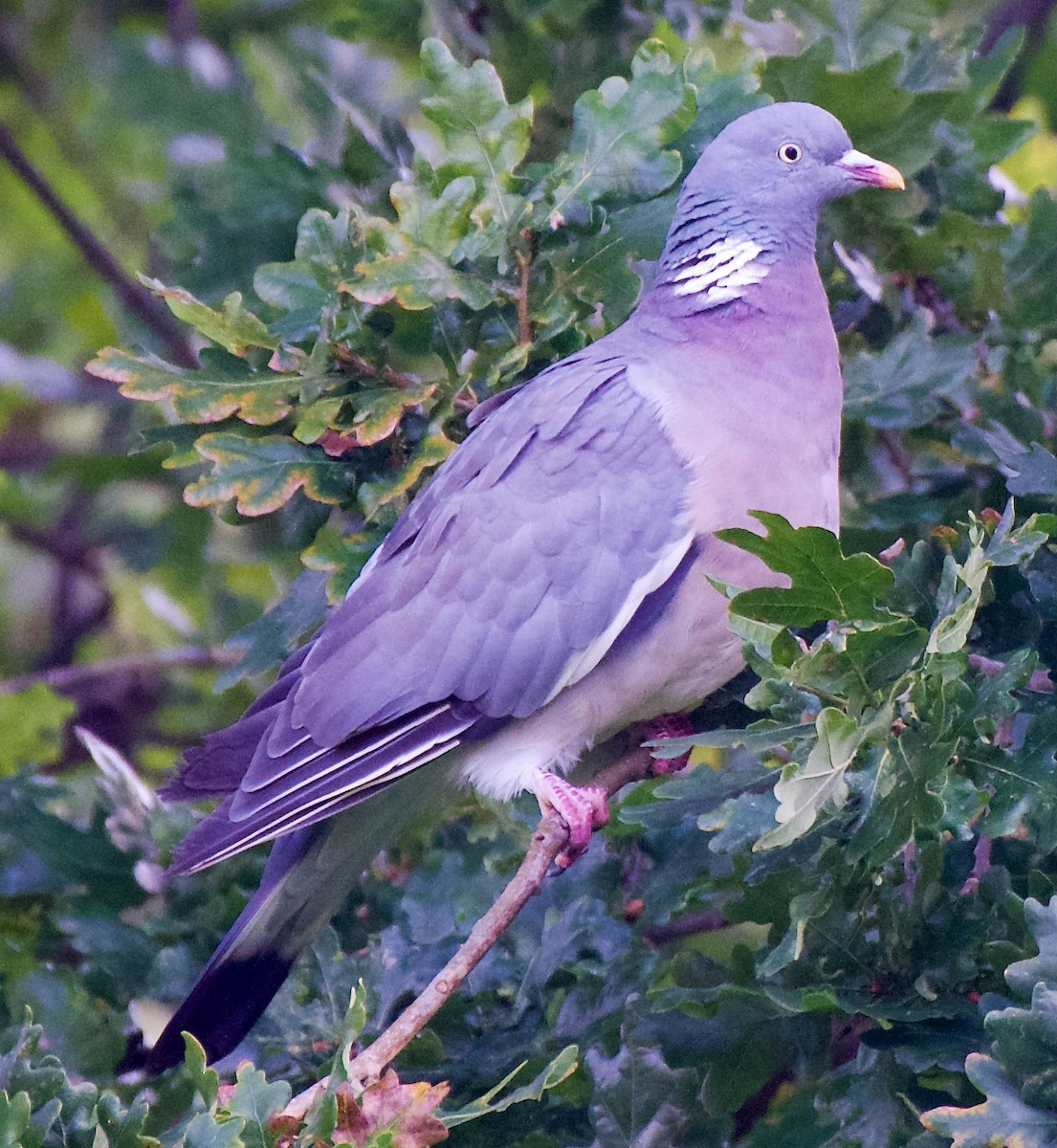 יונת ענק - ML642369560