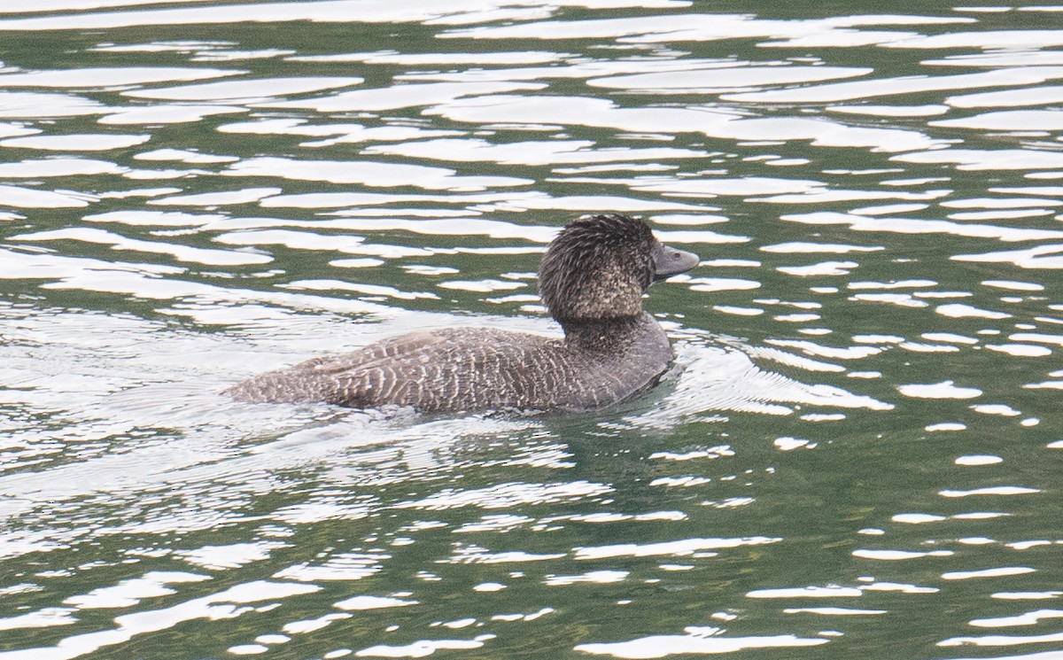 Musk Duck - ML642369561