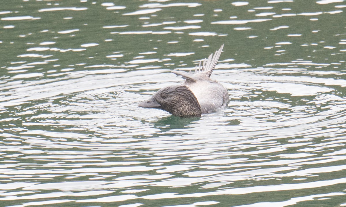 Musk Duck - ML642369562
