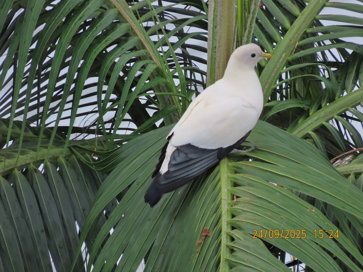 Torresian Imperial-Pigeon - ML642369564