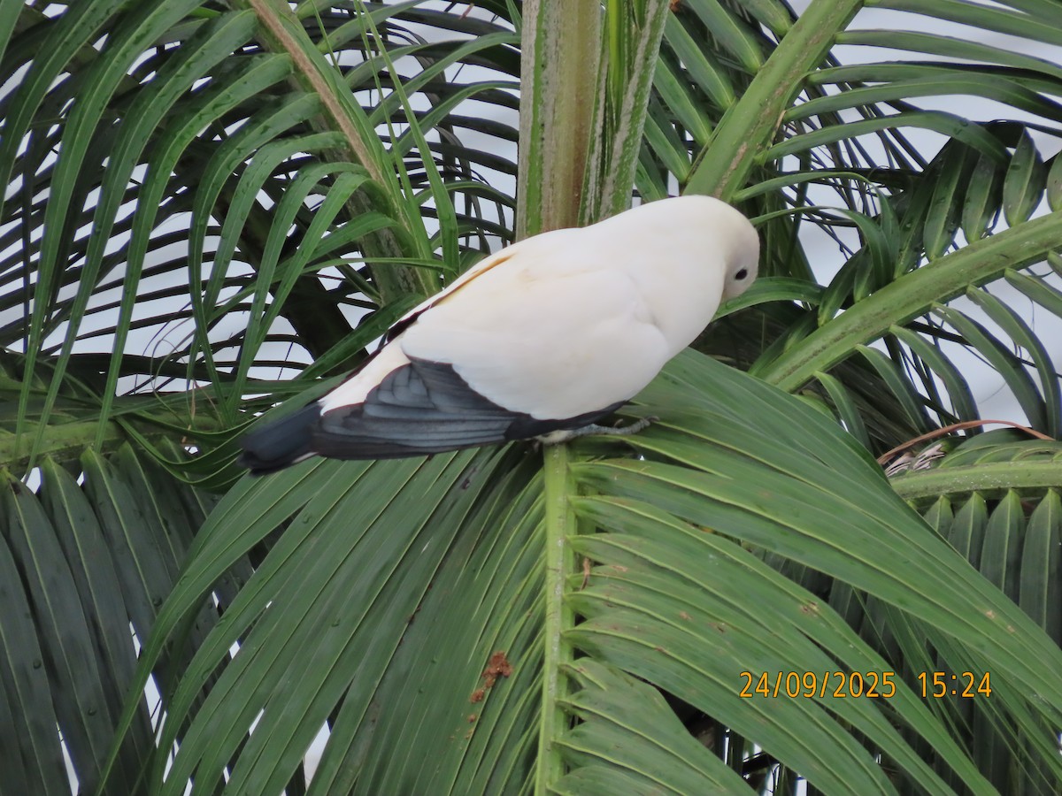 Torresian Imperial-Pigeon - ML642369565