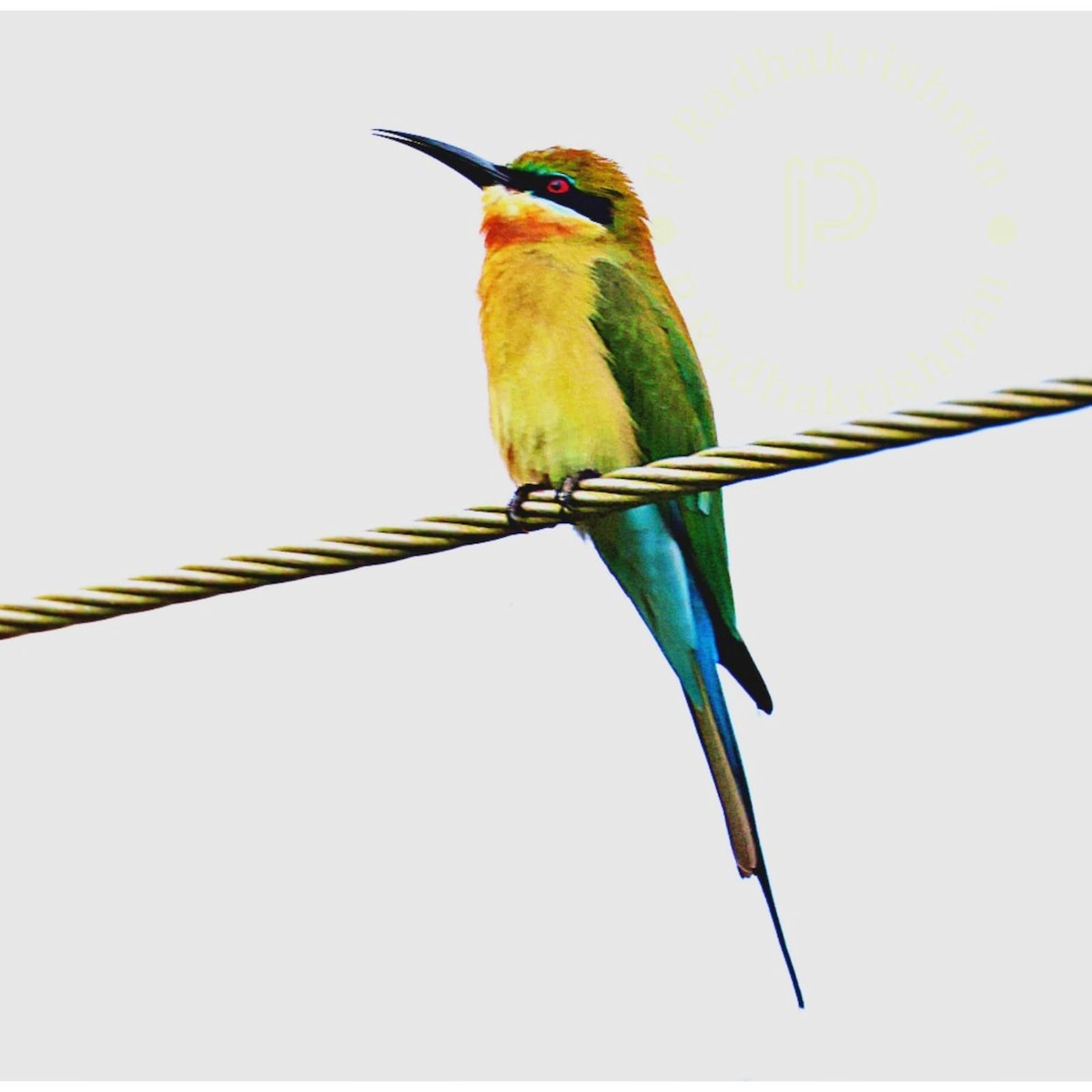 Blue-tailed Bee-eater - ML642369566