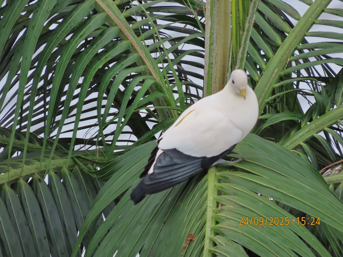 Torresian Imperial-Pigeon - ML642369567