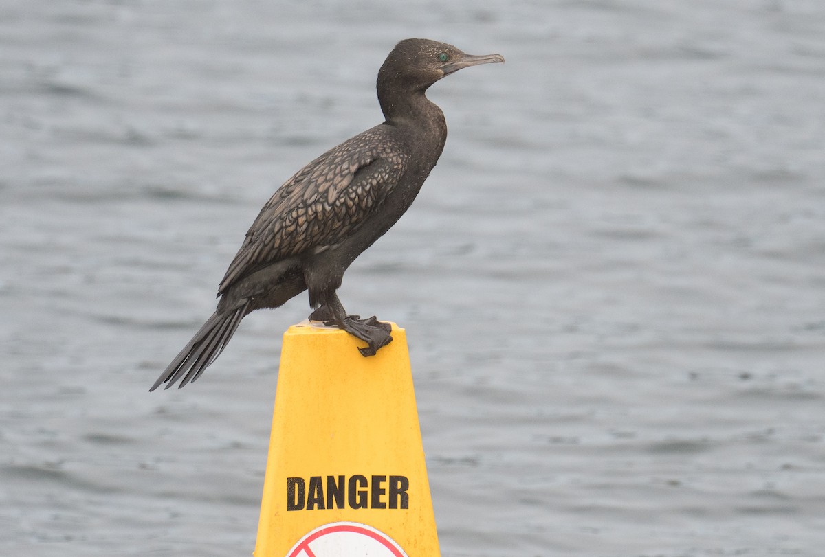 Little Black Cormorant - ML642369568