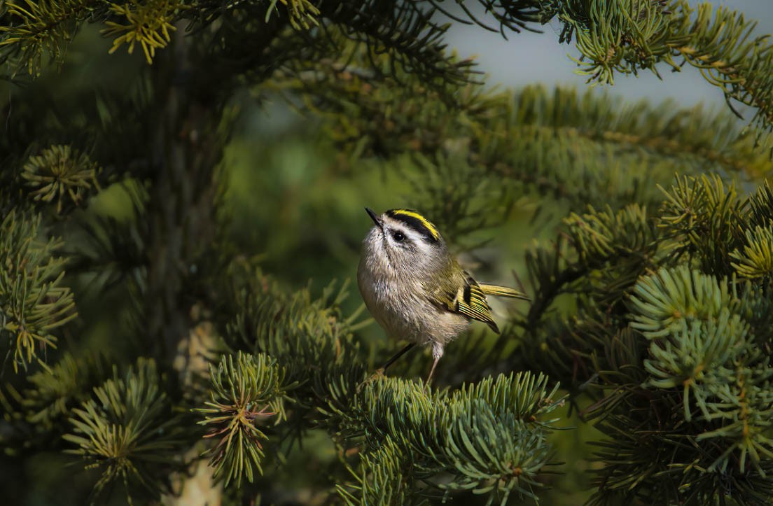 Golden-crowned Kinglet - ML642369570