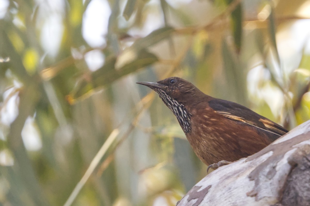 Black-tailed Treecreeper - ML642369571