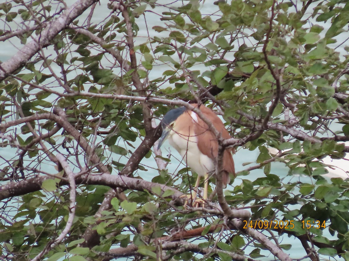 Nankeen Night Heron - ML642369572