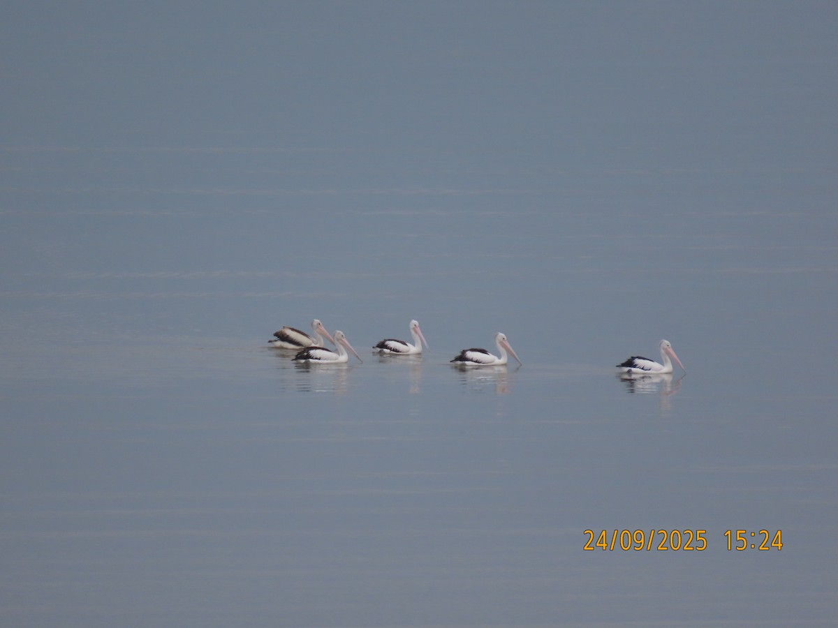 Australian Pelican - ML642369576