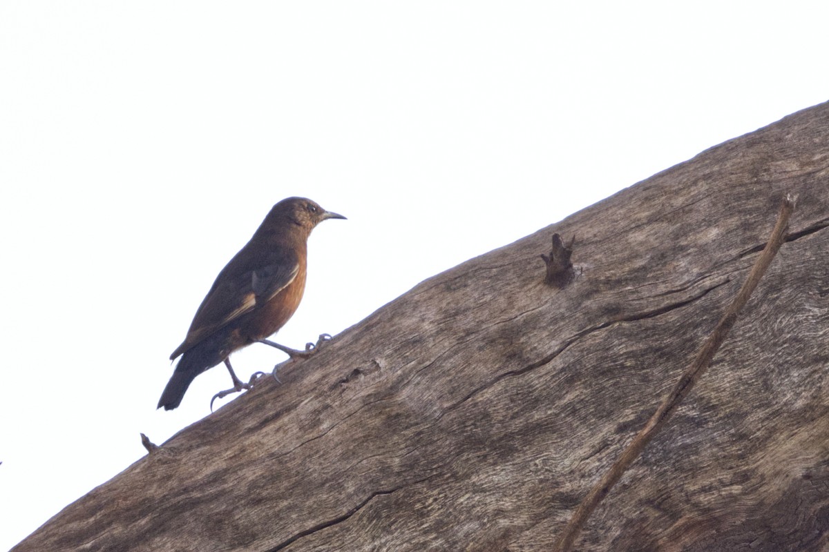 Black-tailed Treecreeper - ML642369578
