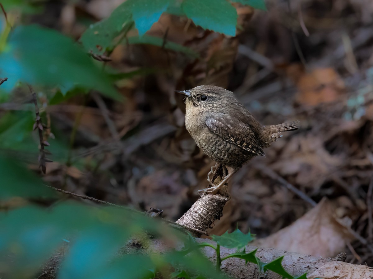 Pacific Wren - ML642369584