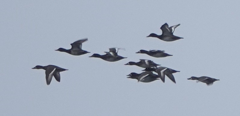 Greater Scaup - ML642369586