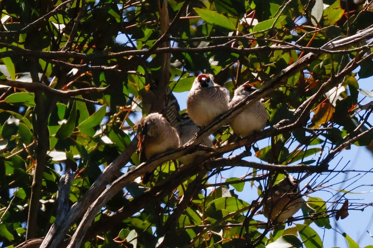 Plum-headed Finch - ML642369587