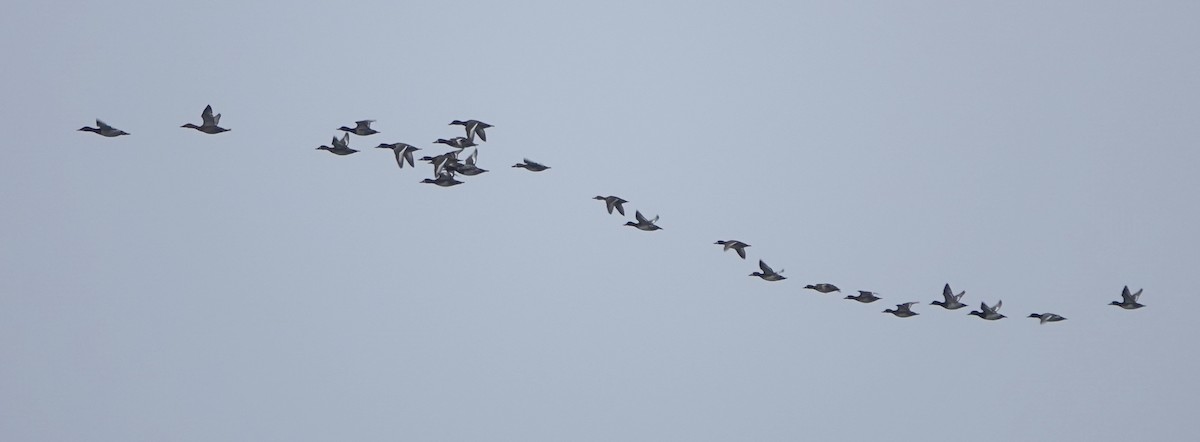 Greater Scaup - ML642369588