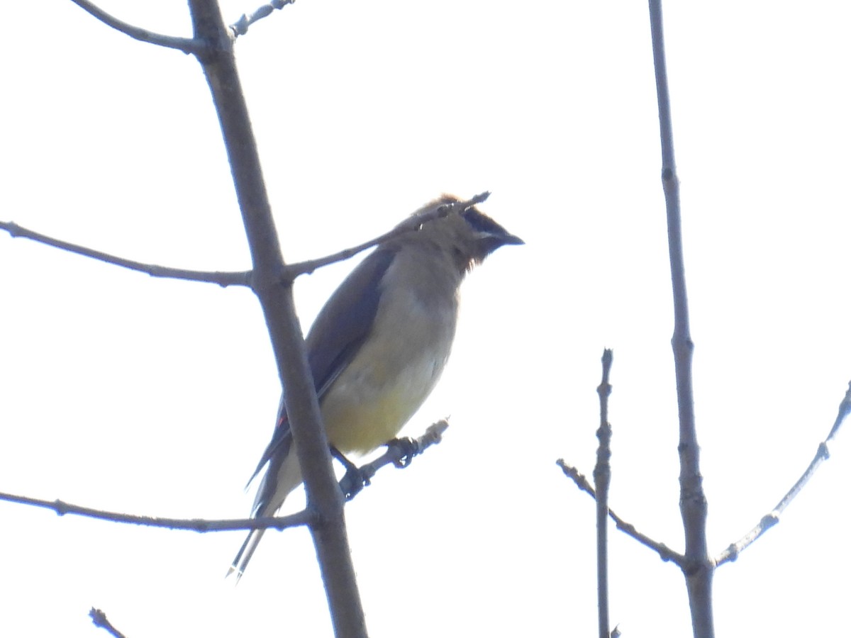 Cedar Waxwing - ML642369589